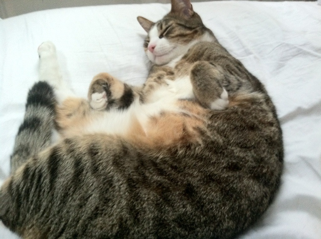 开云·体育官网-世界乒乓球锦标赛中国队包揽男女单打冠军,世界乒乓球锦标赛中国参赛