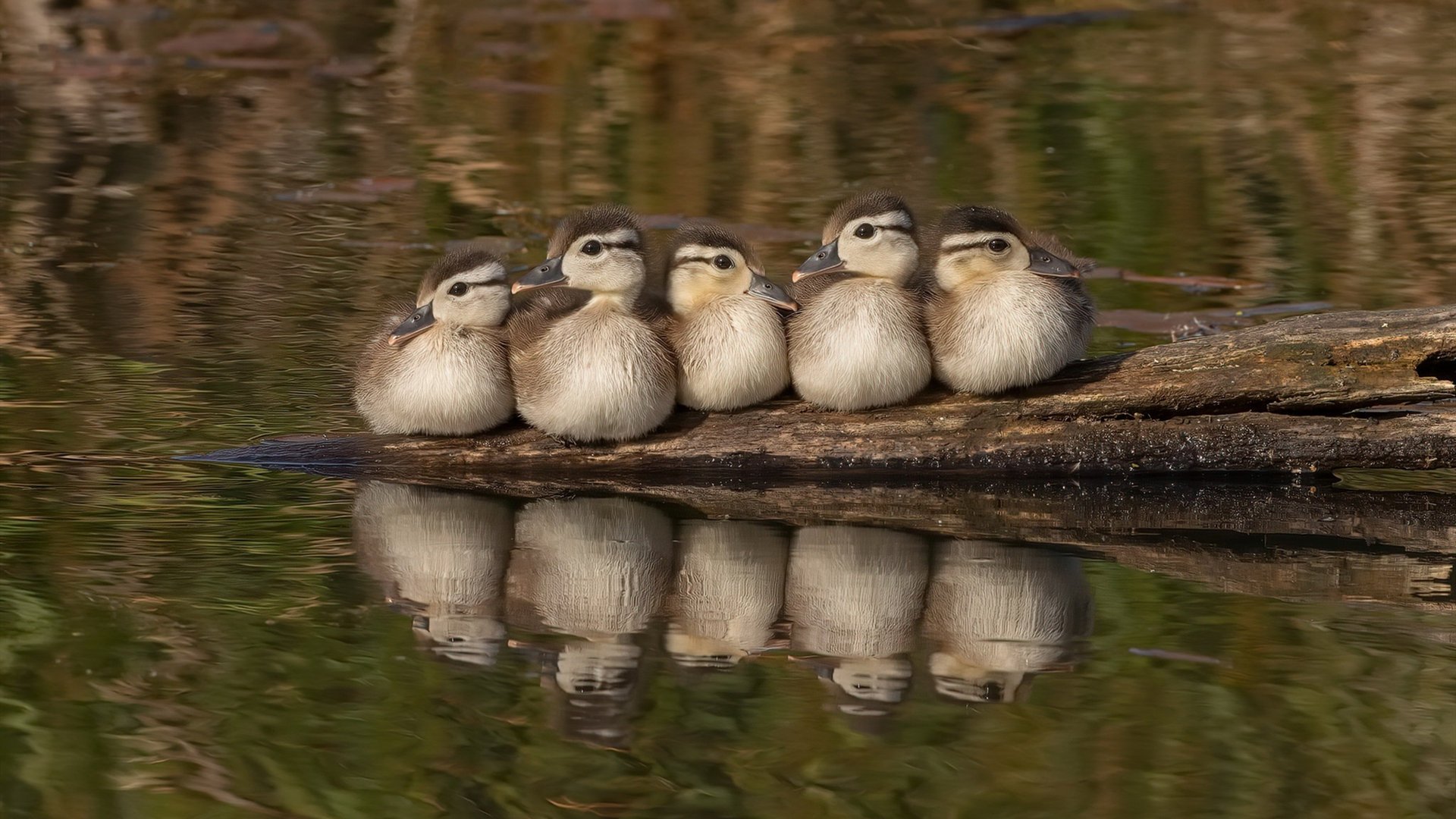 kaiyun官方入口登录-_豪华明星表演赛：娱乐与专业结合的新体验_，明星表演类节目
