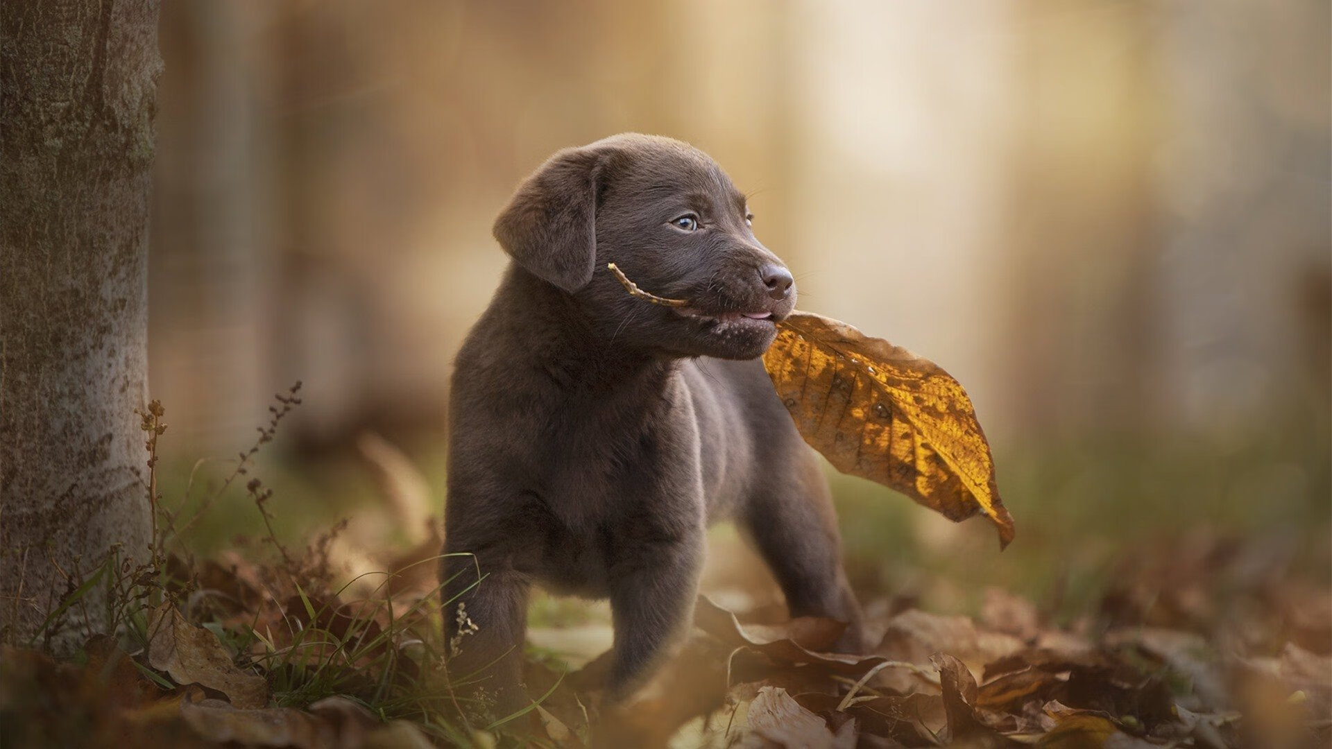 kaiyun网站-德甲即将收官，教练点评赛季亮点，德甲最佳教练